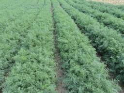 Семена укропа Алегатор