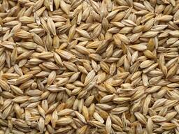 Семена ячменя озимого ЗУ МИДНАЙТ (Элита) протравлены