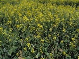 Семена ярового рапса сорт Ягуар суперэлита