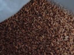 Семена яровой пшеницы сорт Эврика элита 10 т