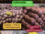 Семенной картофель - фото 3