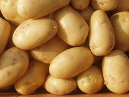 Семенной картофель из Беларуси. Картофель Лилея