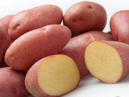 Семенной картофель из Беларуси. Картофель Манифест