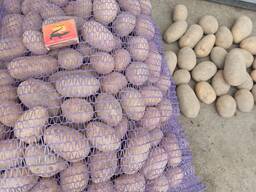 Семенной картофель, Каралева Анна 2репродукция