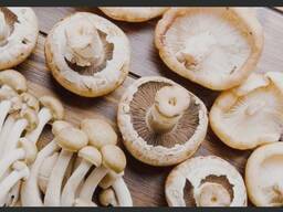 Шампиньон некондиция