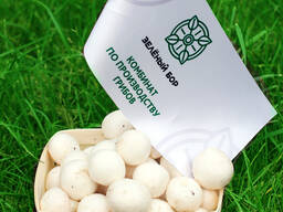 Шампиньоны культивируемые свежие