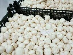 Шампиньоны мелкие свежие производства Республики Беларусь