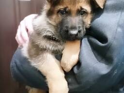 Щенки немецкой овчарки