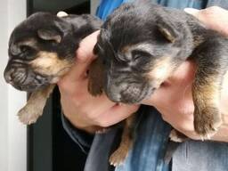 Щенки немецкой овчарки