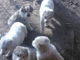 Щенки среднеазиатской авчарки . Месяц с неделей