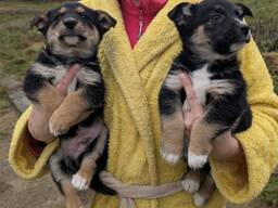 Щенки в дар. бесплатно.