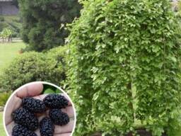 Шелковица плакучая «Чёрная Баронесса»