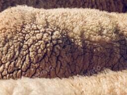 Шерсть овечья