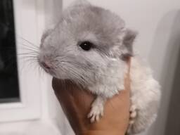 Шиншилла грызуны