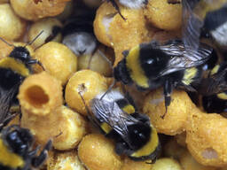 Шмелиная семья