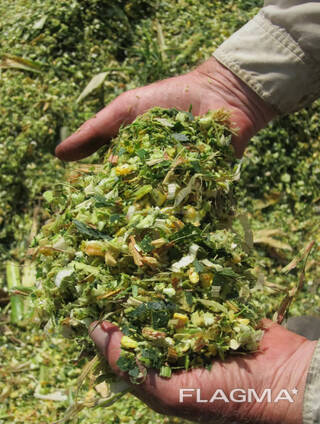 Силос кукурузный