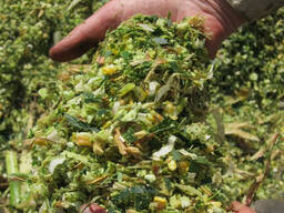 Силос кукурузный