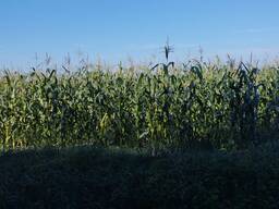 Силос Кукурузный 1