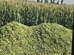 Силос кукурузный