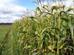 Силос кукурузный