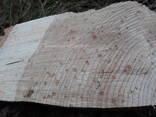 Слэбы из дуба диаметром 80см - фото 1