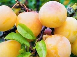 Слива «Ренклод желтый»