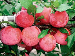 Слива саженцы