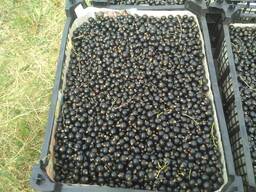 Смородина черная