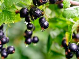 Смородина чёрная 2025