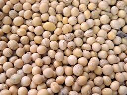 Соевые бобы