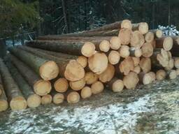 Куплю сосна, ель 20-24, 26