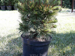 Сосна горная Винтер Голд (Pinus mugo Winter gold) 60-80 см с10
