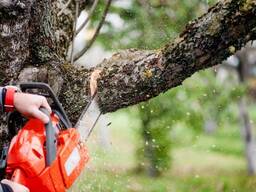 Спилим дерево. Спил деревьев любой сложности.