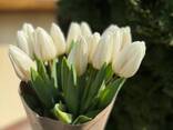 Срезанные цветы тюльпаны. Доставка в страны СНГ - фото 7