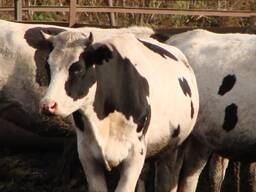 Срочно купим у организации лошадей и жеребят.