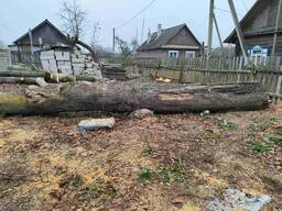 Ствол клена на слэбы