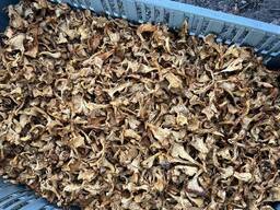 Сушеная лисичка