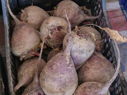 Свекла Ф/Х ''Дятловы''