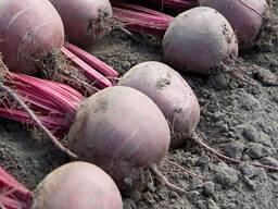 Свекла от сельхозпроизводителя