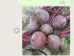 Свекла столовая