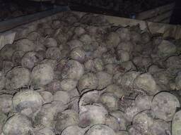 Свекла столовая