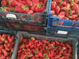 Свежая клубника опт