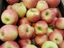 Свежие яблоки, сливы, груши и овощи