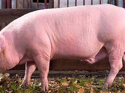 Свинина живым весом