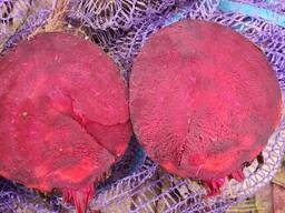 Свёкла столовая