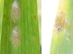 Талиус Фунгицид