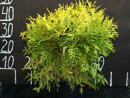 Thuja occidentalis (туя западная) Golden Globe''