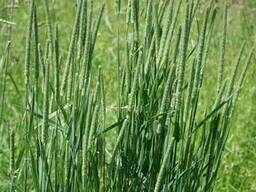 Тимофеевка луговая