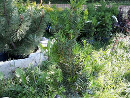 Тис средний Хикси (Taxus media Hicksii)