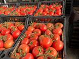 Томат Туркменистан - фото 2